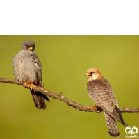 گونه شاهین پاسرخ Red-footed Falcon